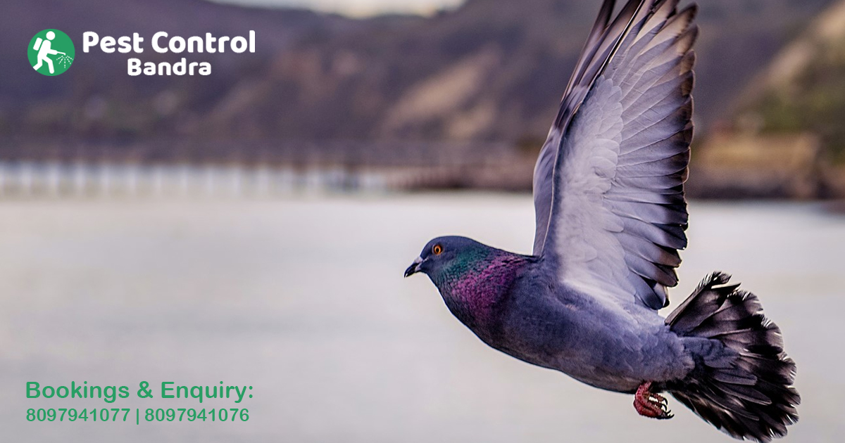 Pigeon Control in Bandra